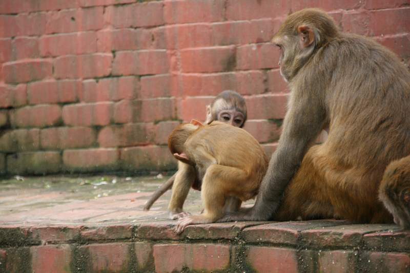 India & Nepal 2011 - 0411